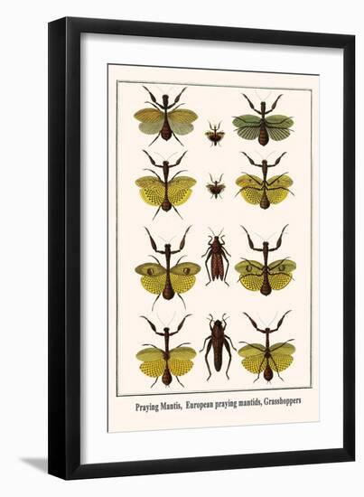 Praying Mantis, European Praying Mantids, Grasshoppers-Albertus Seba-Framed Art Print