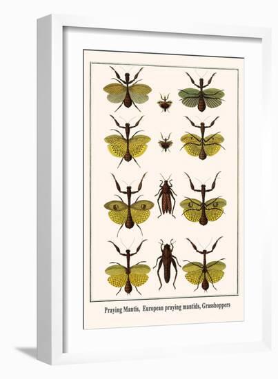 Praying Mantis, European Praying Mantids, Grasshoppers-Albertus Seba-Framed Art Print