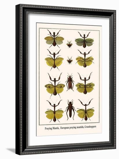 Praying Mantis, European Praying Mantids, Grasshoppers-Albertus Seba-Framed Art Print