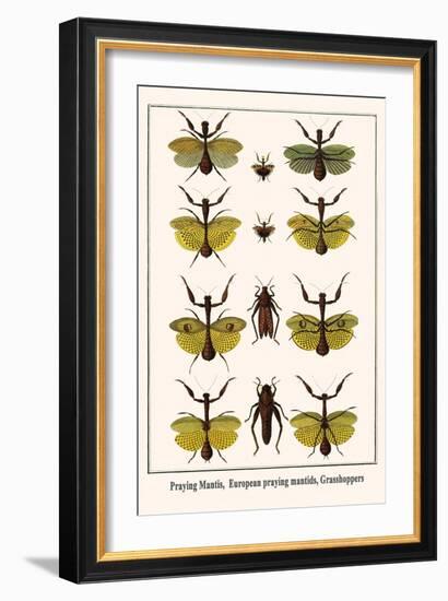 Praying Mantis, European Praying Mantids, Grasshoppers-Albertus Seba-Framed Art Print