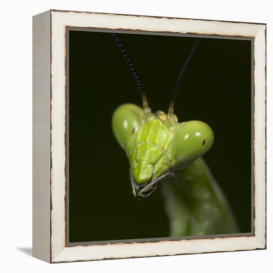 Praying Mantis Face-Papilio-Framed Premier Image Canvas