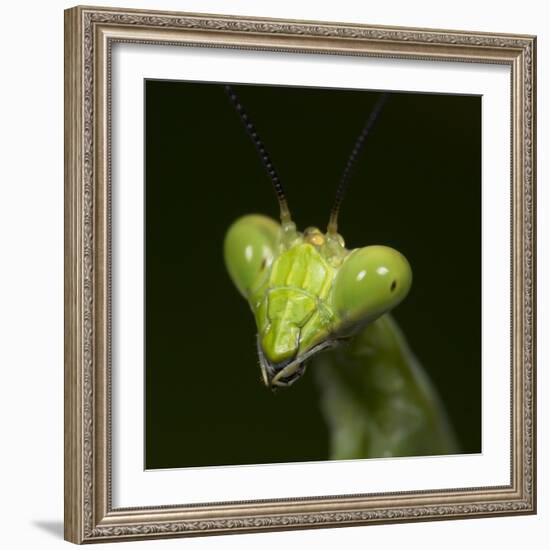 Praying Mantis Face-Papilio-Framed Photographic Print