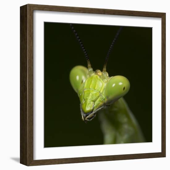 Praying Mantis Face-Papilio-Framed Photographic Print