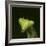 Praying Mantis Face-Papilio-Framed Photographic Print