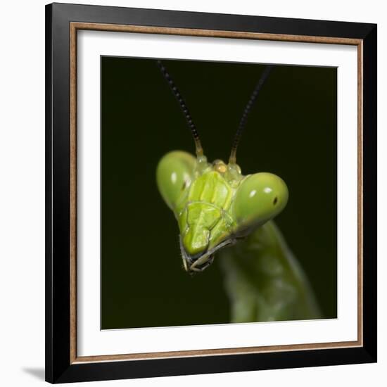 Praying Mantis Face-Papilio-Framed Photographic Print