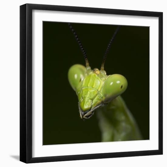 Praying Mantis Face-Papilio-Framed Photographic Print