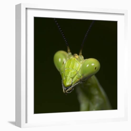 Praying Mantis Face-Papilio-Framed Photographic Print