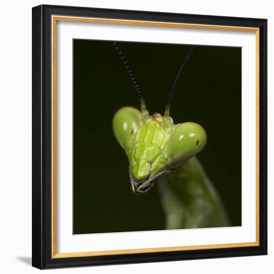 Praying Mantis Face-Papilio-Framed Photographic Print