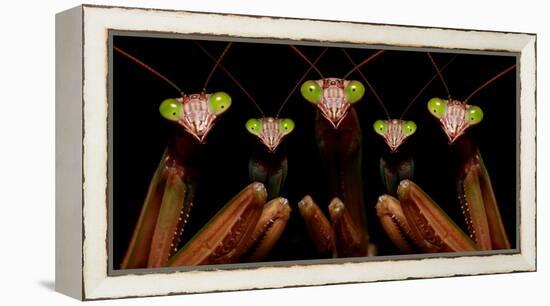 Praying Mantis: Family Portrait-Patrick Zephyr-Framed Stretched Canvas