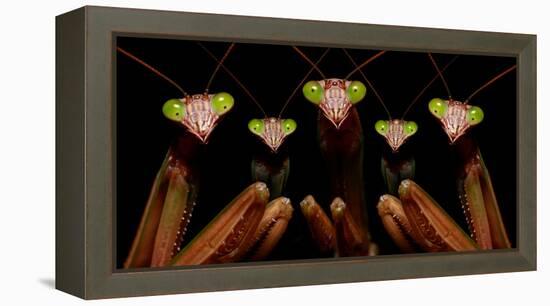 Praying Mantis: Family Portrait-Patrick Zephyr-Framed Stretched Canvas