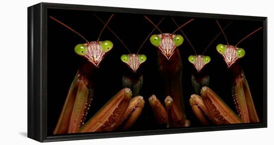 Praying Mantis: Family Portrait-Patrick Zephyr-Framed Stretched Canvas