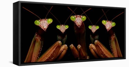 Praying Mantis: Family Portrait-Patrick Zephyr-Framed Stretched Canvas