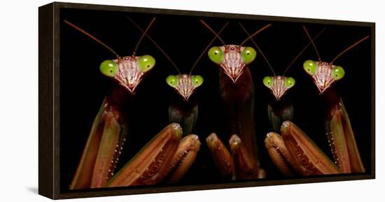 Praying Mantis: Family Portrait-Patrick Zephyr-Framed Stretched Canvas