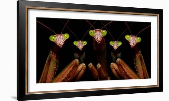 Praying Mantis: Family Portrait-Patrick Zephyr-Framed Photographic Print