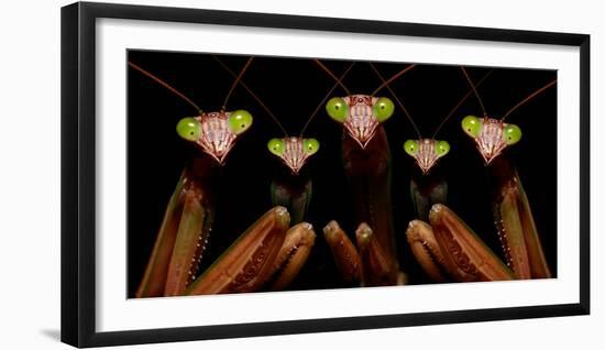 Praying Mantis: Family Portrait-Patrick Zephyr-Framed Photographic Print