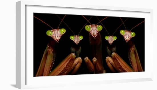 Praying Mantis: Family Portrait-Patrick Zephyr-Framed Photographic Print