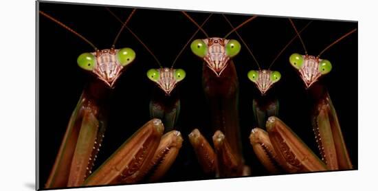 Praying Mantis: Family Portrait-Patrick Zephyr-Mounted Photographic Print