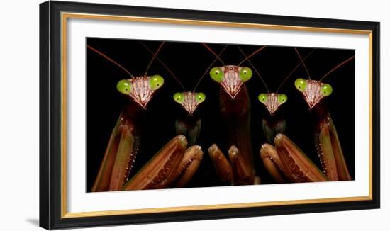 Praying Mantis: Family Portrait-Patrick Zephyr-Framed Photographic Print