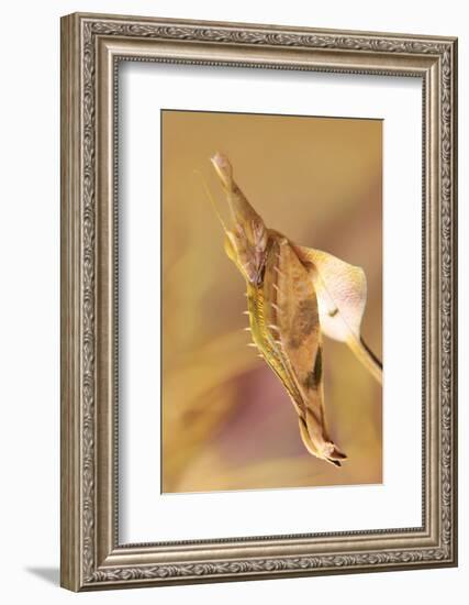 Praying Mantis, Female, Camouflage, Hunt, Attack Position, Portrait, Close-Up-Harald Kroiss-Framed Photographic Print