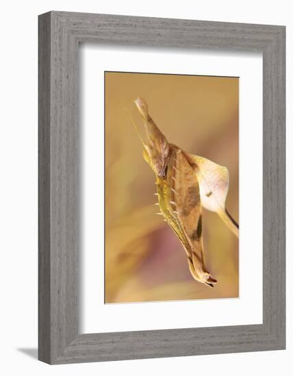 Praying Mantis, Female, Camouflage, Hunt, Attack Position, Portrait, Close-Up-Harald Kroiss-Framed Photographic Print