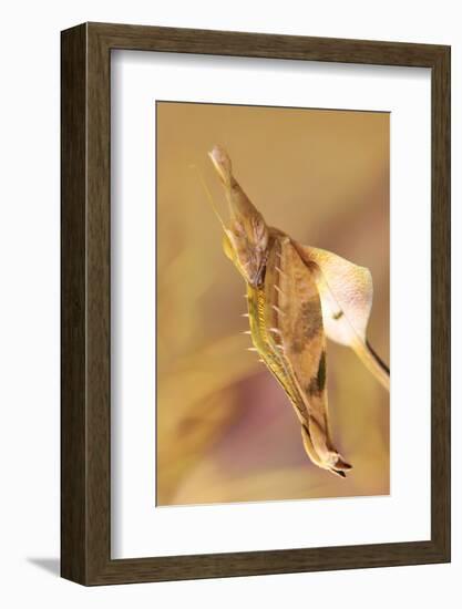 Praying Mantis, Female, Camouflage, Hunt, Attack Position, Portrait, Close-Up-Harald Kroiss-Framed Photographic Print