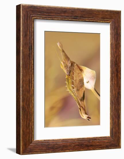 Praying Mantis, Female, Camouflage, Hunt, Attack Position, Portrait, Close-Up-Harald Kroiss-Framed Photographic Print