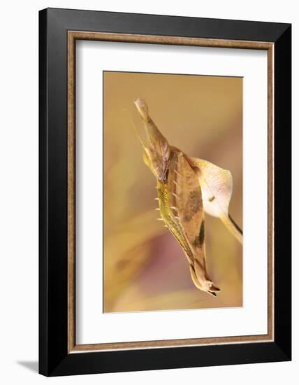 Praying Mantis, Female, Camouflage, Hunt, Attack Position, Portrait, Close-Up-Harald Kroiss-Framed Photographic Print