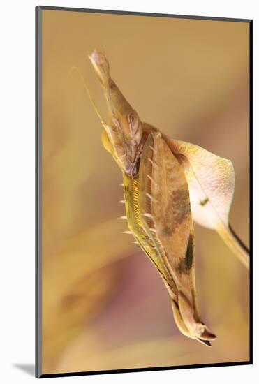 Praying Mantis, Female, Camouflage, Hunt, Attack Position, Portrait, Close-Up-Harald Kroiss-Mounted Photographic Print