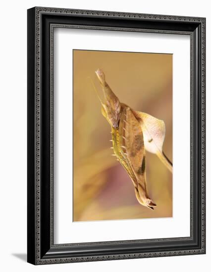 Praying Mantis, Female, Camouflage, Hunt, Attack Position, Portrait, Close-Up-Harald Kroiss-Framed Photographic Print