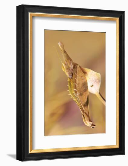 Praying Mantis, Female, Camouflage, Hunt, Attack Position, Portrait, Close-Up-Harald Kroiss-Framed Photographic Print