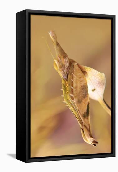 Praying Mantis, Female, Camouflage, Hunt, Attack Position, Portrait, Close-Up-Harald Kroiss-Framed Premier Image Canvas