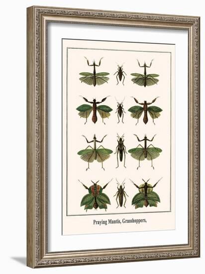 Praying Mantis, Grasshoppers,-Albertus Seba-Framed Art Print