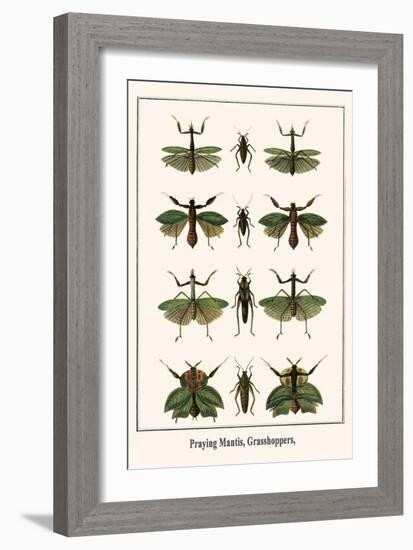 Praying Mantis, Grasshoppers,-Albertus Seba-Framed Art Print