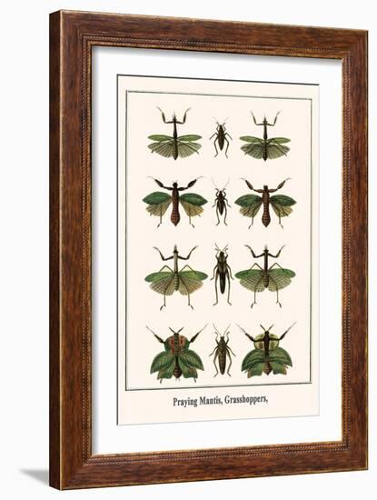 Praying Mantis, Grasshoppers,-Albertus Seba-Framed Art Print