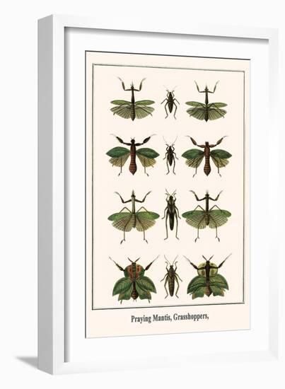 Praying Mantis, Grasshoppers,-Albertus Seba-Framed Art Print
