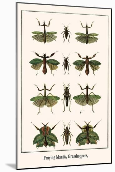 Praying Mantis, Grasshoppers,-Albertus Seba-Mounted Art Print