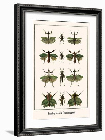 Praying Mantis, Grasshoppers,-Albertus Seba-Framed Art Print