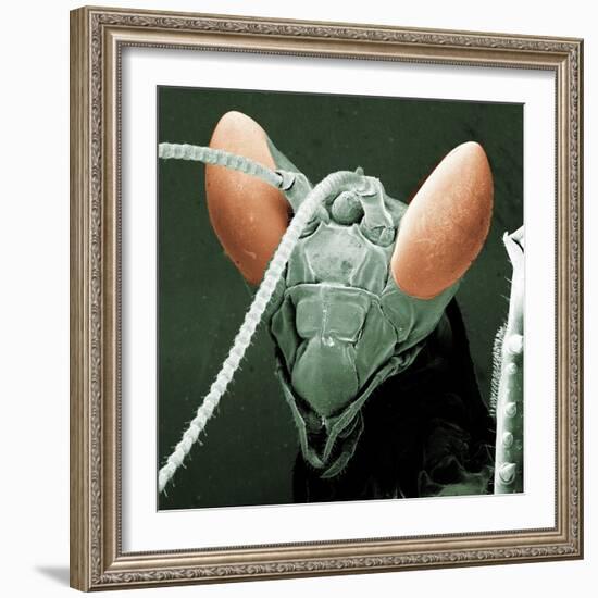 Praying Mantis Head-null-Framed Photographic Print