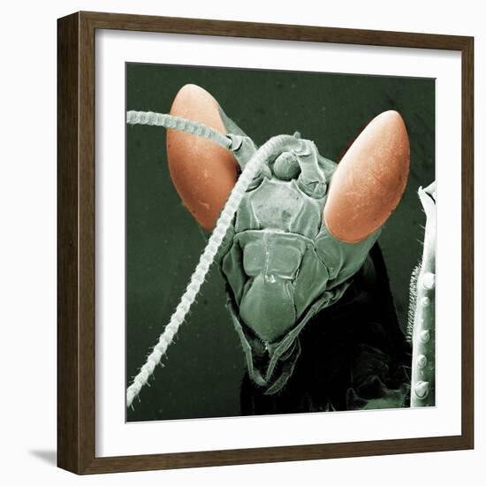 Praying Mantis Head-null-Framed Photographic Print