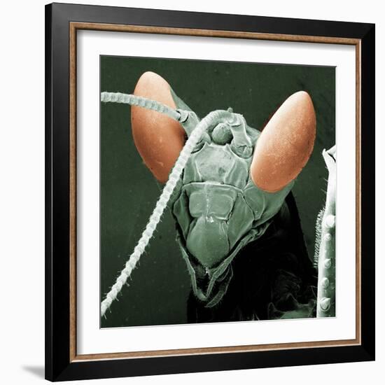 Praying Mantis Head-null-Framed Photographic Print