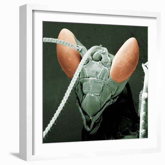 Praying Mantis Head-null-Framed Photographic Print