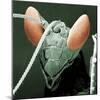 Praying Mantis Head-null-Mounted Photographic Print
