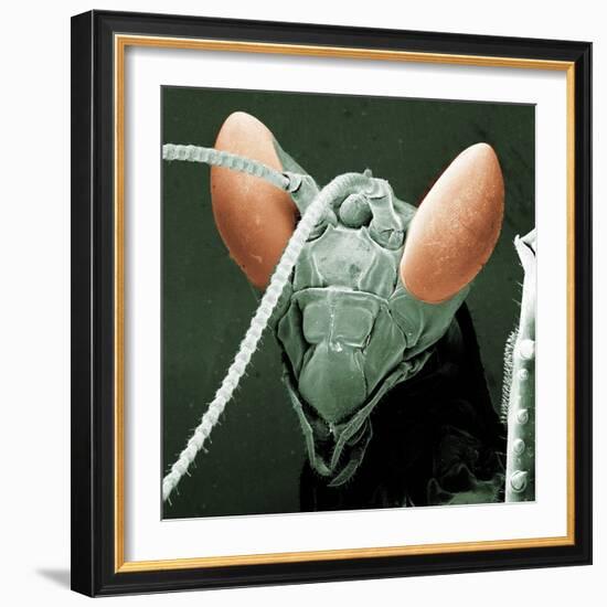 Praying Mantis Head-null-Framed Photographic Print