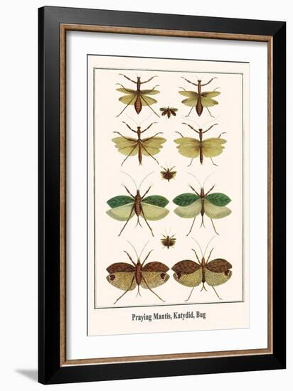 Praying Mantis, Katydid, Bug-Albertus Seba-Framed Art Print