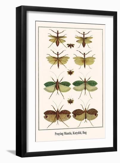 Praying Mantis, Katydid, Bug-Albertus Seba-Framed Art Print