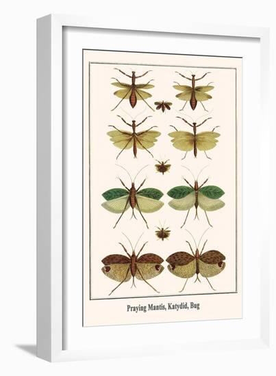 Praying Mantis, Katydid, Bug-Albertus Seba-Framed Art Print