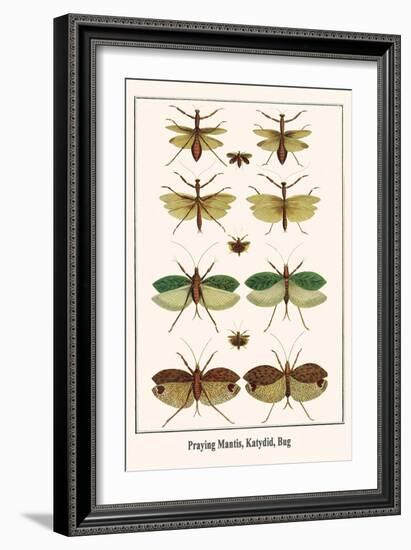 Praying Mantis, Katydid, Bug-Albertus Seba-Framed Art Print