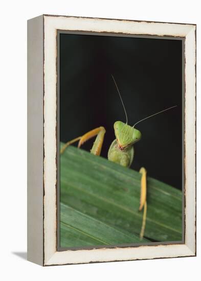 Praying Mantis Looking out from behind Leaf-DLILLC-Framed Premier Image Canvas