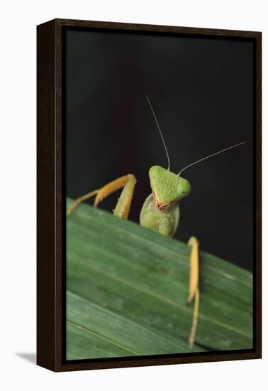 Praying Mantis Looking out from behind Leaf-DLILLC-Framed Premier Image Canvas