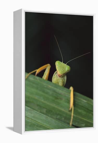 Praying Mantis Looking out from behind Leaf-DLILLC-Framed Premier Image Canvas